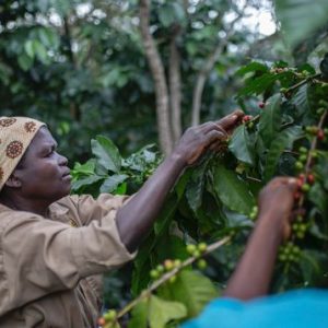 des-ouvriers-agricoles-dans-la-plantation-de-cafe-de-gorongosa-le-20-mai-2022_6355866